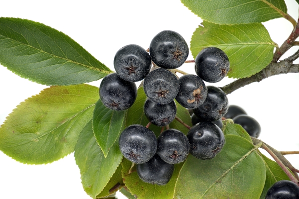 closeup aronia melanocarpa black chokeberry branch with ripe berries green leaves - Компот из черноплодной рябины