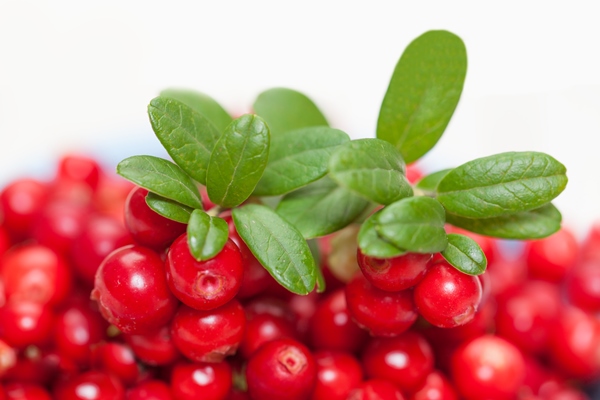 Брусника в собственном соку cowberry background border white background closeup - Брусника в собственном соку