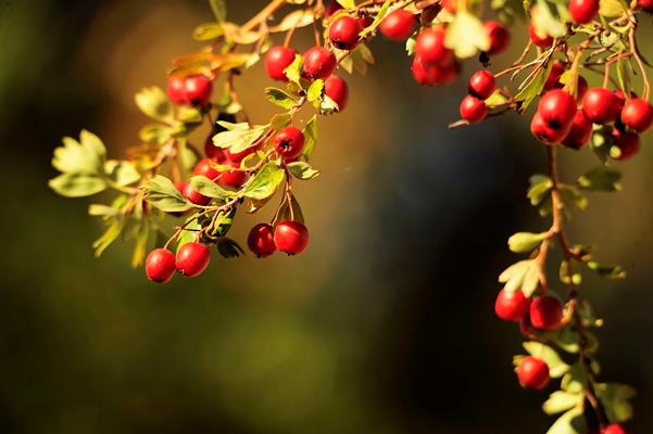 crataegus monogyna hawthorn is flowering plant belonging rosaceae family - Повидло из боярышника