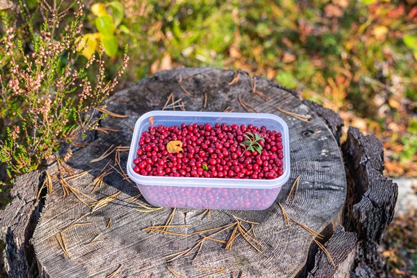 Брусника мочёная david bokuchava vb2xld3x tc unsplash - Брусника мочёная