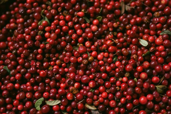 korobovaphoto cjs5dddqnfq unsplash - Брусничный сироп