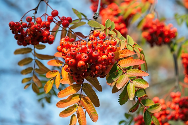 red rowanberries tree autumn 1 - Рябиновое варенье