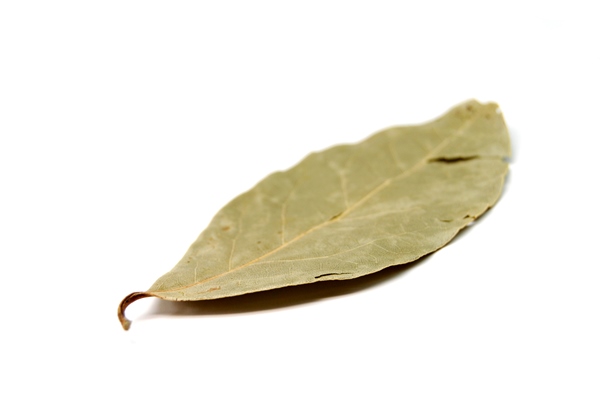 close up leaf against white background - Лавровый лист