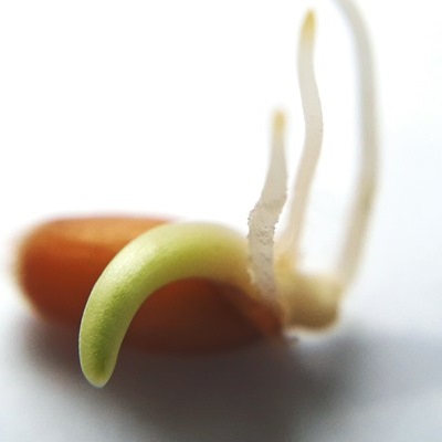 Проростки Проростки