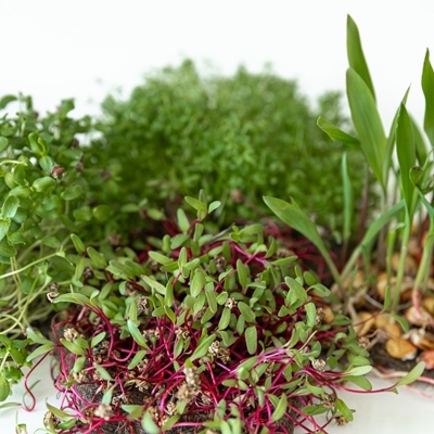 Пищевое значение зелени культурных и дикорастущих растений