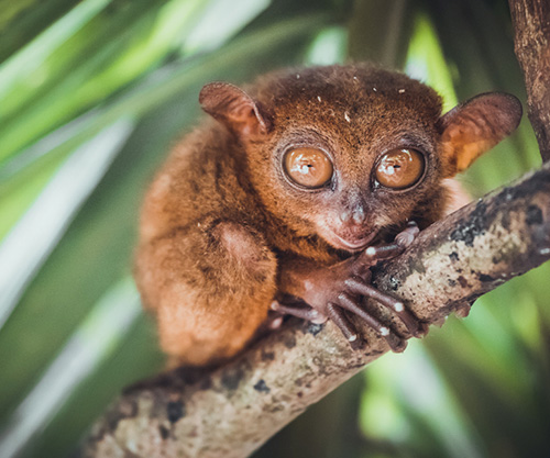 Поверия долгопятов спасли, а руконожек нет