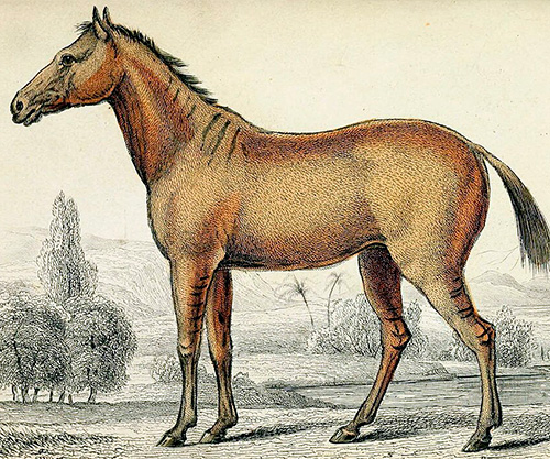 Телегония. История одной лошади