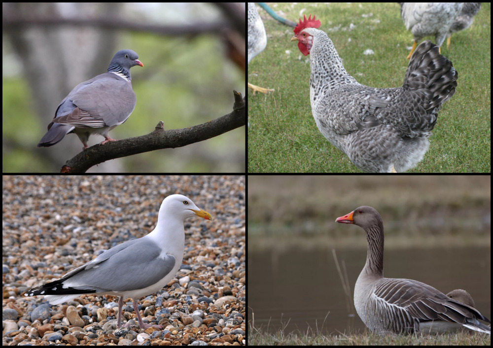 Птицы в Библии 20