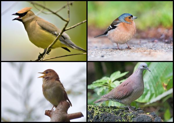 Птицы в Библии 16