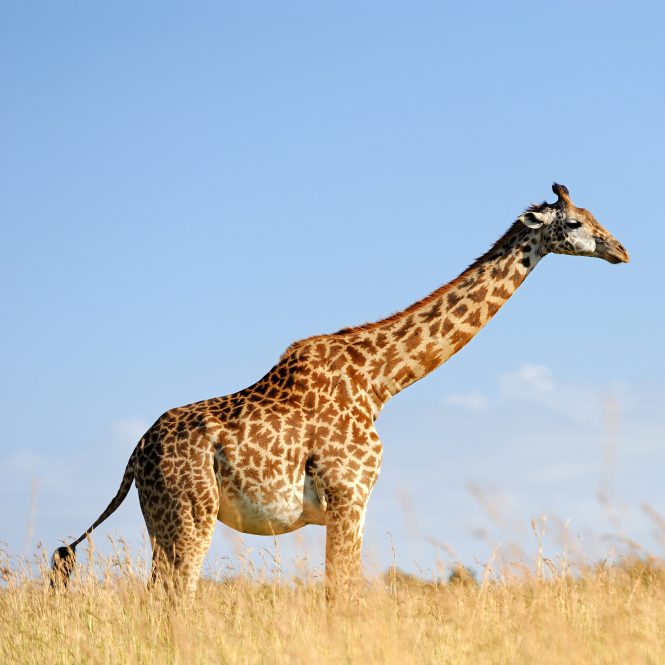 Животные в Библии