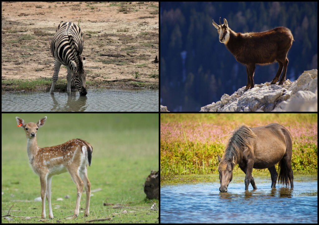 Животные в Библии 8