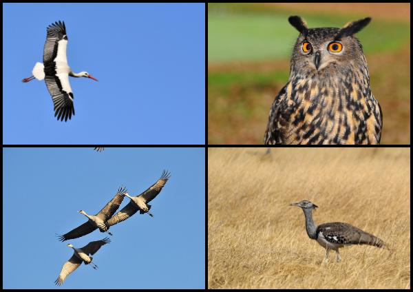 Птицы в Библии 12