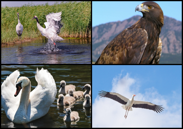 Птицы в Библии 10