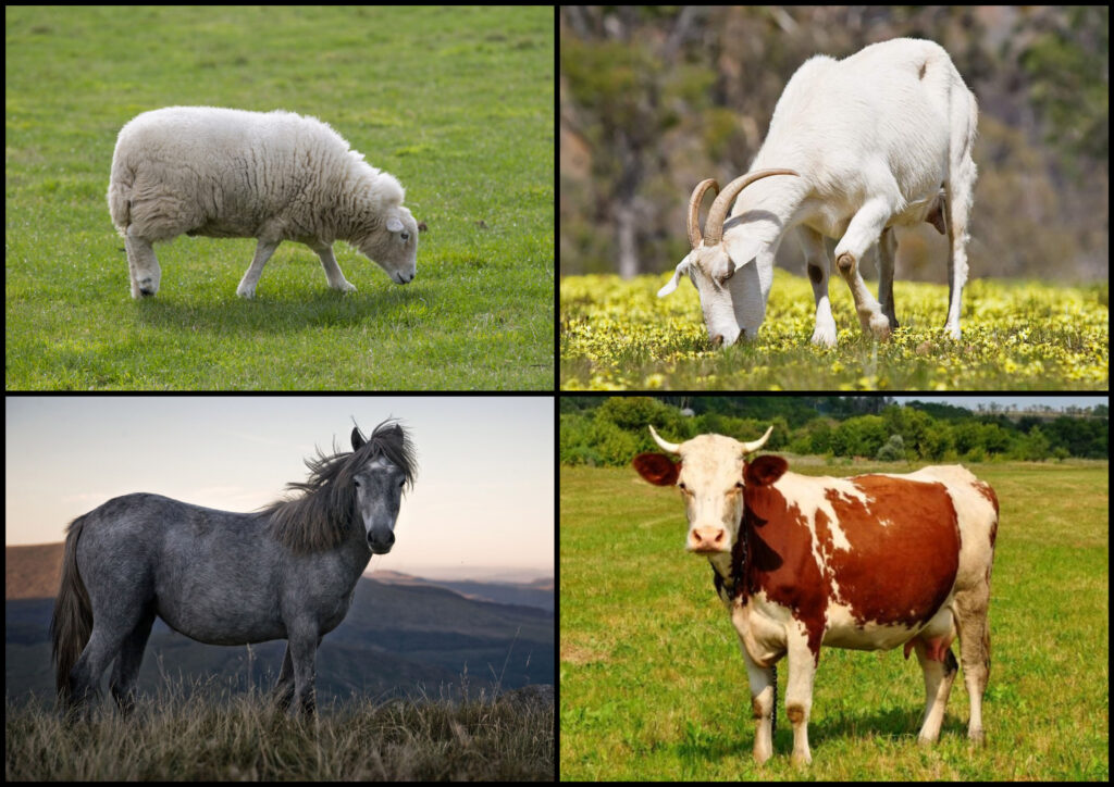 Животные в Библии 10