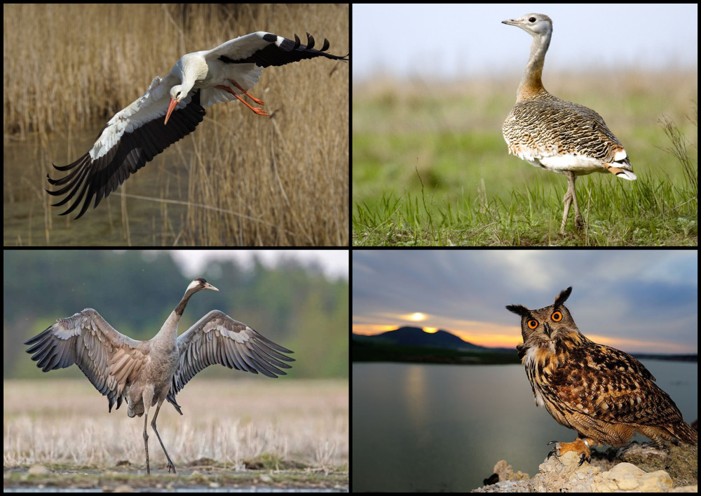 Птицы в Библии 4