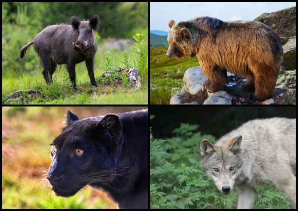 Животные в Библии 12