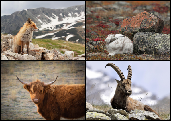 Животные в Библии 10