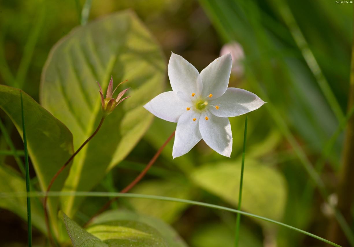 photo 2024 10 04 12 24 46 – Растения