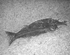 screenshot 4 – Камни и кости