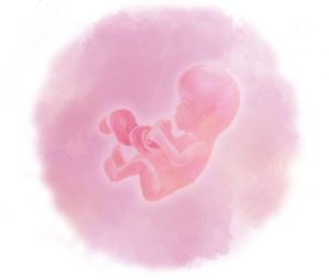 13 e1583880277554 - 13-я неделя беременности