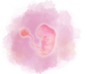 6 e1583880984348 - 6-я неделя беременности