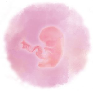 7-я неделя беременности - Азбука веры 7 e1583880775775 - 7-я неделя беременности