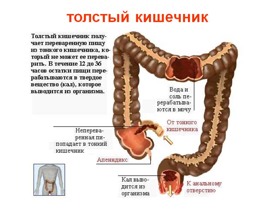 Печень заболевания толстой