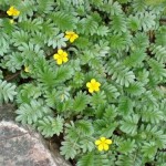 H2O - Potentilla anserina