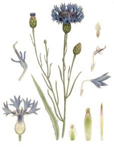 василек синий