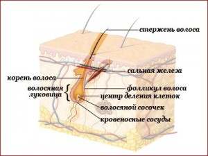 Натуральные витамины и минералы для волос thumbnail