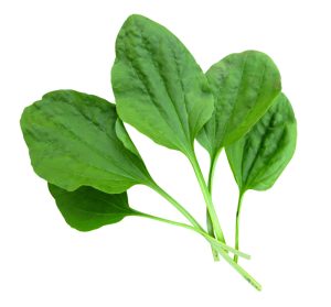 Подорожник