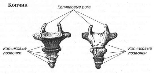 Симптомы перелома копчика