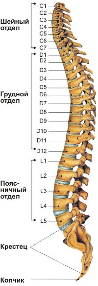 Лечение перелома копчика