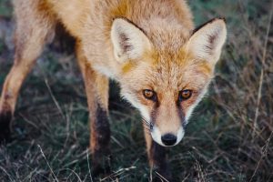 Симптомы бешенства у животных и человека. Как не заразиться? - Азбука веры лиса