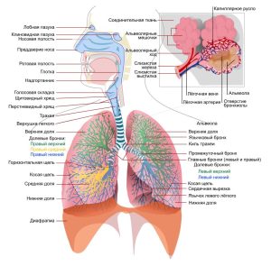 При первых признаках: простуды, насморка, кашля, гриппа - Азбука веры дыхательная система