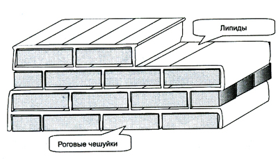 Дон-Аминадо [А. П. Шполянский) Дон-Аминадо] (fb2) читать онлайн