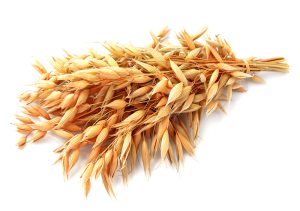 Лечение овсом: свойства, противопоказания, как заваривать - Азбука веры овес