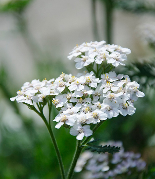 Полезные свойства тысячелистника