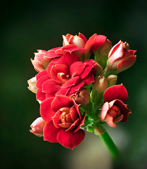 Каланхоэ: лечебные свойства домашнего доктора