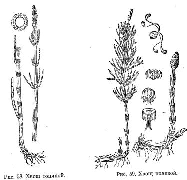 1346423844 r58 59 - Хвощ полевой: свойства и противопоказания