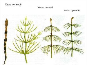 slide 24 - Хвощ полевой: свойства и противопоказания