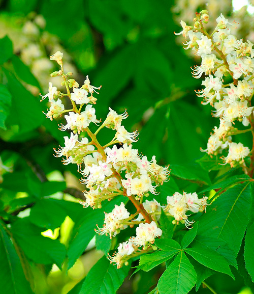 Травы при варикозе