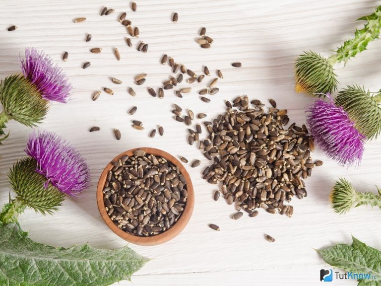 Расторопша свойства и применение Азбука здоровья