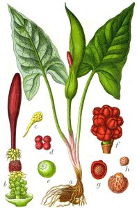 Arum maculatum Sturm63 - «Афонский корень» - обман раскольников