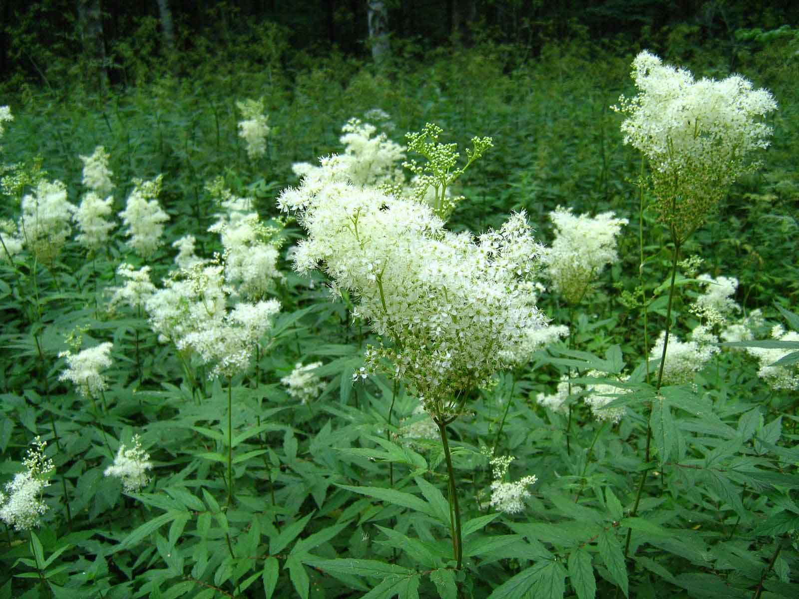 Лабазник вязолистный или Таволга — лекарственное многолетнее травянистое растение