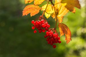 калина