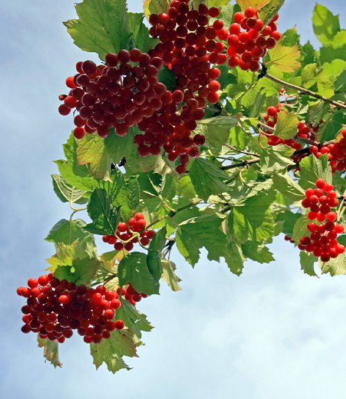 Польза для здоровья коры и плодов калины