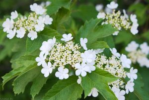 zarisovki 017 10 - Польза для здоровья коры и плодов калины