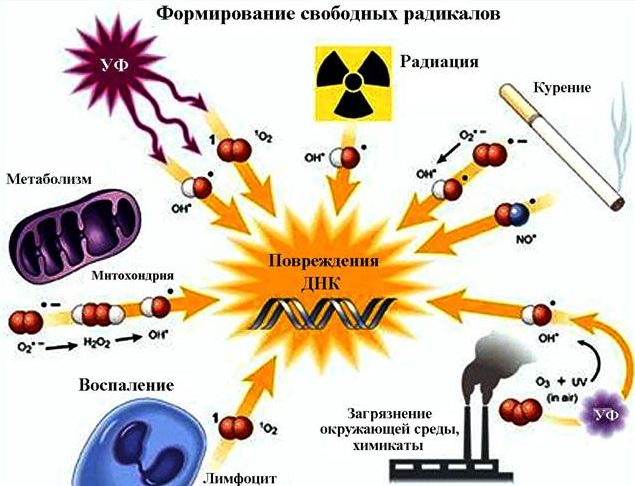 радикалы и антиоксиданты e1529351455582 - Антиоксиданты, или Как замедлить старение и сохранить здоровье?