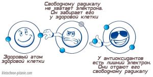 free radical antioxidant - Антиоксиданты, или Как замедлить старение и сохранить здоровье?